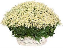 Цветочная композиция из Ромашки в корзине #REPLACE_PRED# Жиздре